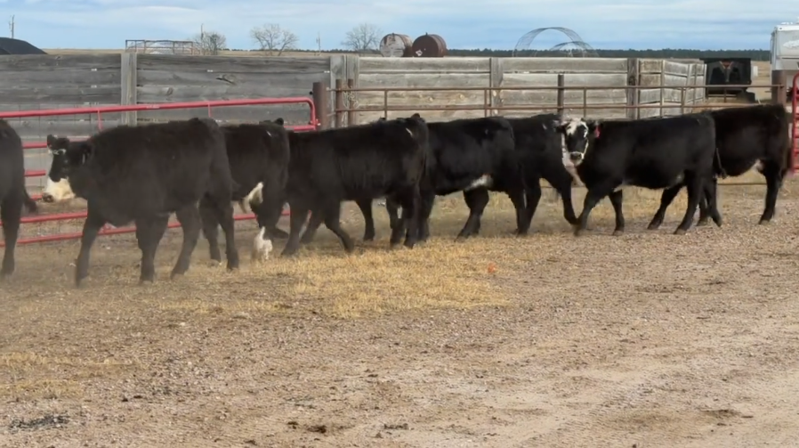 FANCY F1 breeding heifers, 590 LBS, BANGS VACCINATED, READY TO SHIP!- BS1120H5